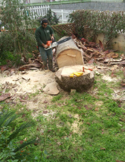 Abbattimento alberi ad alto fusto