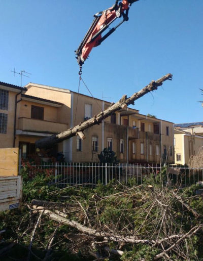 Abbattimento alberi ad alto fusto