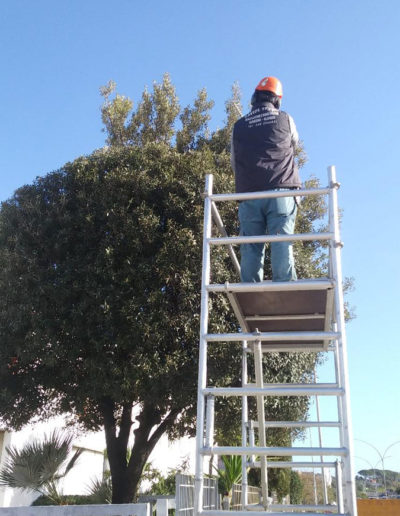 Potatura alberi e decorazione