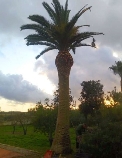 potatura palme punteruolo rosso