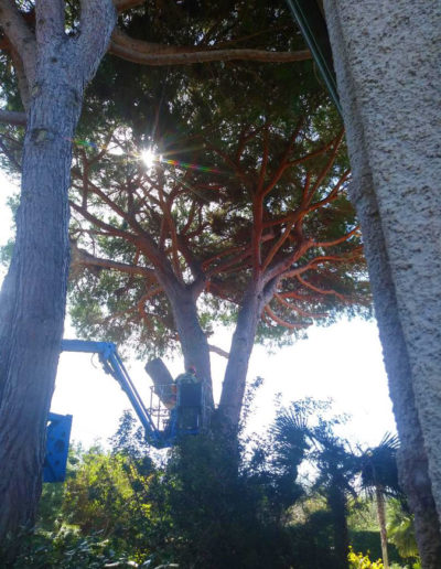 Potatura alberi alto fusto