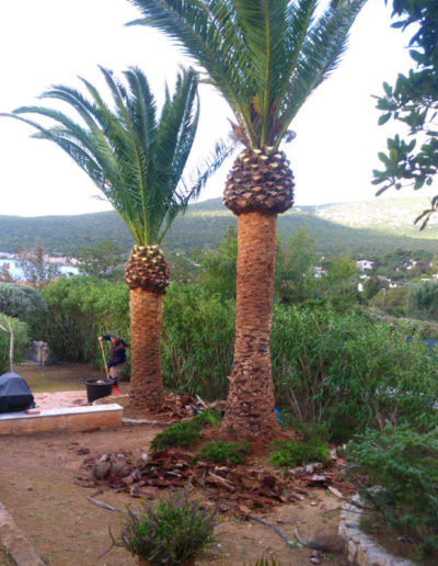 potatura palme punteruolo rosso